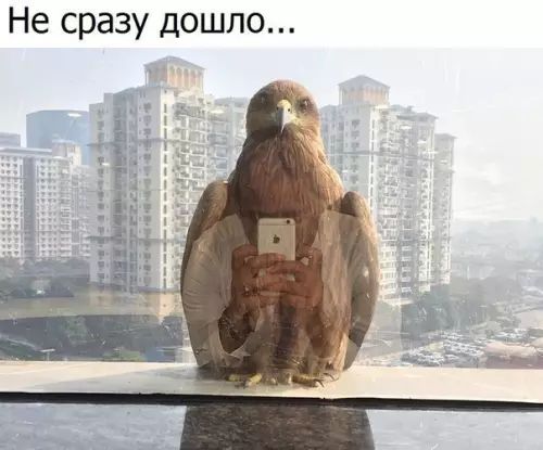 Не сразу дошло