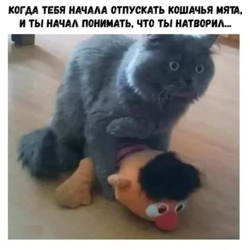 КОГДА ТЕБЯ НАЧАЛА ОТПУСКАТЬ КОШАЧЬЯ МЯТА И ТЫ НАЧАЛ ПОНИМАТЬ ЧТО ТЫ НАТВОРИЛ