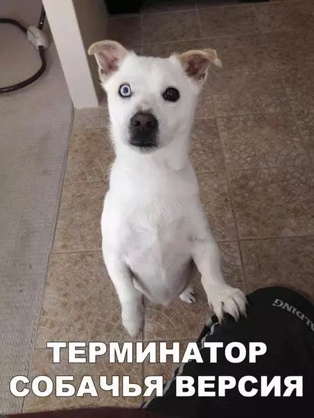 ТЕРМИНАТОР ОБАЧЬЯ ВЕРСИЯ