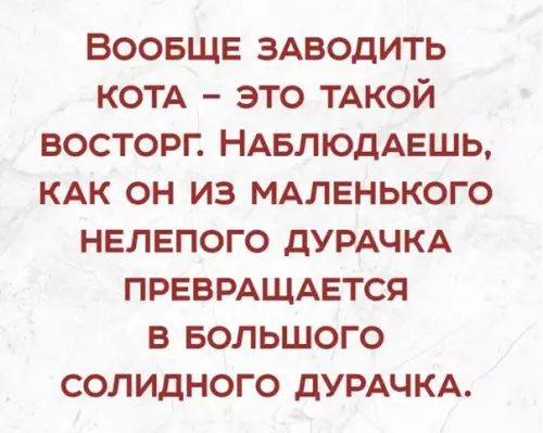 ВООБЩЕ ЗАВОДИТЬ КОТА ЭТО ТАКОЙ ВОСТОРГ НАБЛЮДАЕШЬ КАК ОН ИЗ МАЛЕНЬКОГО НЕЛЕПОГО ДУРАЧКА ПРЕВРАЩАЕТСЯ в БОЛЬШОГО СОЛИДНОГО ДУРАЧКА