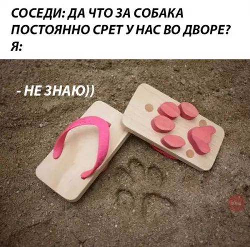 СОСЕДИ ДА ЧТО ЗА СОБАКА ПОСТОЯННО СРЕТ У НАС ВО ДВОРЕ Я НЕЗНАЮ