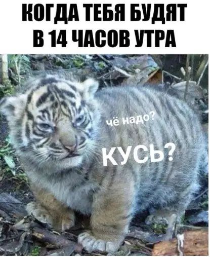 КОГДА ТЕБЯ БУДЯТ В 14 ЧМЮВ ПРА