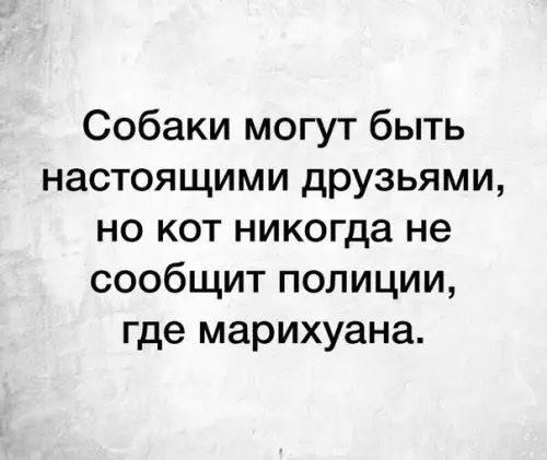 Собаки могут быть настоящими друзьями но кот никогда не сообщит полиции где марихуана