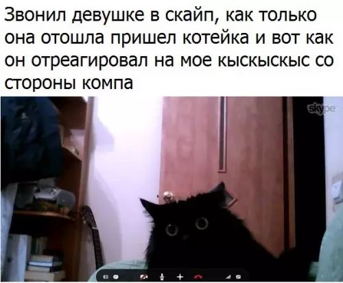 Звонил девушке в скайп как только она отошла пришел котейка и вот как он отреагировал на мое кыскыскыс со стороны компа