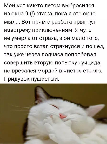 Мой кот как то летом выбросился из окна 9 этажа пока я это окно мыла Вот прям с разбега прыгнул навстречу приключениям Я чуть не умерла от страха а он мало того что просто встал отряхнулся и пошел так уже через полчаса попробовал совершить вторую попытку суицида но врезался МОрдОЙ в чистое стекло Придурок пушистый