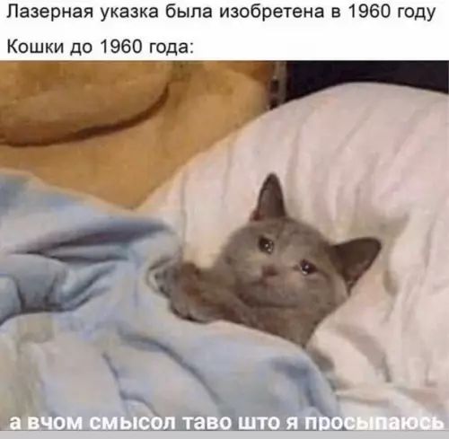 Лазерная указка была изобретена в 1960 году Кошки до 1960 года