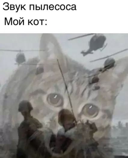 Звук пылесоса Мой кот