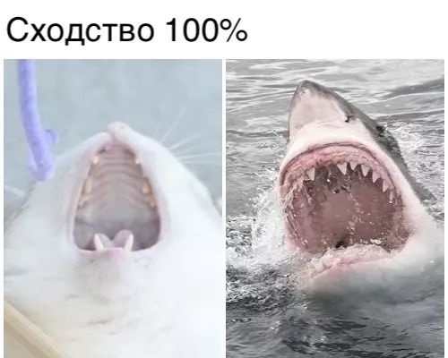 Сходство 100