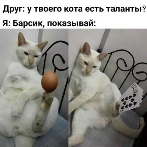 Друг у твоего кота есть таланты Я Барсик показывай