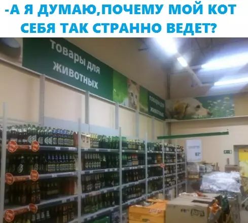 А Я ДУМАЮПОЧЕМУ МОЙ КОТ СЕБЯ ТАК СТРАННО ВЕДЕТ