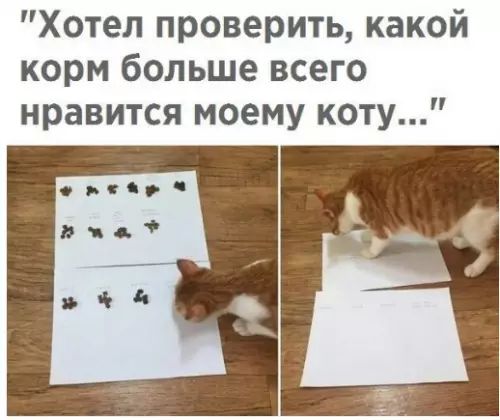 Хотел проверить какой корм больше всего нравится моему коту