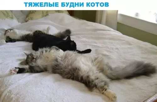 ТЯЖЕЛЫЕ БУДНИ КОТОВ