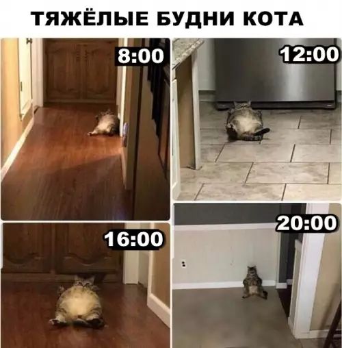 ТЯЖЁЛЫЕ БУДНИ КОТА