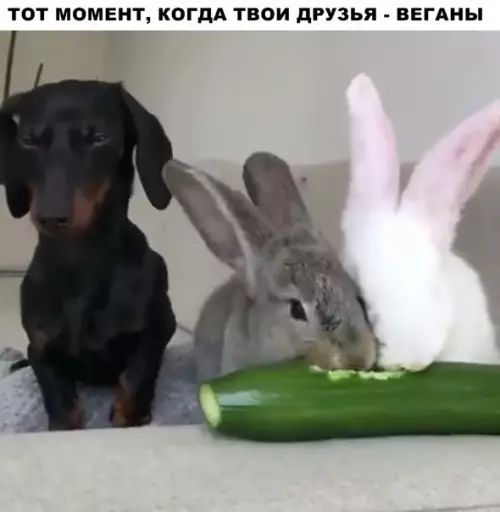 ТОТ МОМЕНТ КОГДА ТВОИ ДРУЗЬЯ ВЕГАНЫ