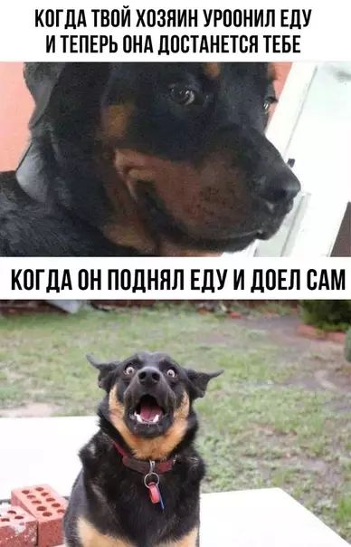 КОГДА ТВОЙ ХОЗЯИН УРООНИЛ ЕДУ ИТЕПЕРЬ ОНА ДОСТАНЕТСЯ ТЕБЕ КОГДА ОН ПОДНЯЛ ЕДУ И ДОЕЛ САМ