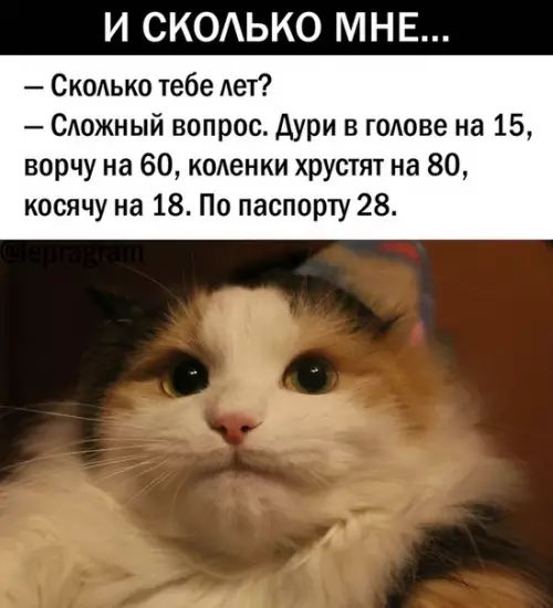 И СКОЛЬКО МНЕ Сколько тебе лет Сложный вопрос Дури в голове на 15 ворчу на 60 коленки хрустят на 80 косячу на 18 По паспорту 28