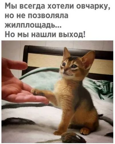 Мы всегда хотели овчарку но не позволяла жилплощадь Но мы нашли выход Т