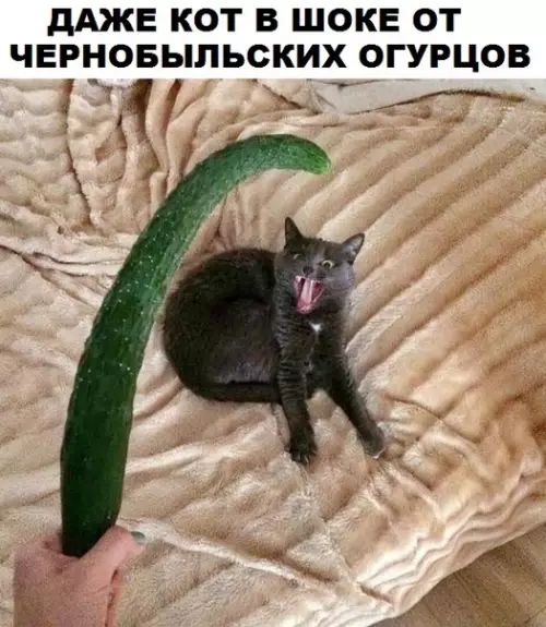 ДАЖЕ КОТ В ШОКЕ ОТ ЧЕРНОБЫЛЬСКИХ ОГУРЦОВ 1 в от