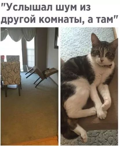 Услышал шум из другой комнаты а там