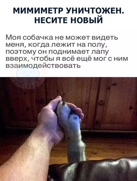 МИМИМЕТР УНИЧТОЖЕН НЕСИТЕ НОВЫЙ Моя собачка не может видеть меня когда лежит на полу поэтому он поднимает лапу вверх чтобы я всё ещё могс ним взаимодействовать