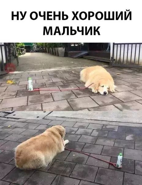 НУ ОЧЕНЬ ХОРОШИЙ МАЛЬЧИК