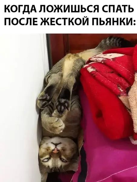 КОГДА ЛОЖИШЬСЯ СПАТЬ ПОСЛЕ ЖЕСТКОЙ ПЬЯНКИ
