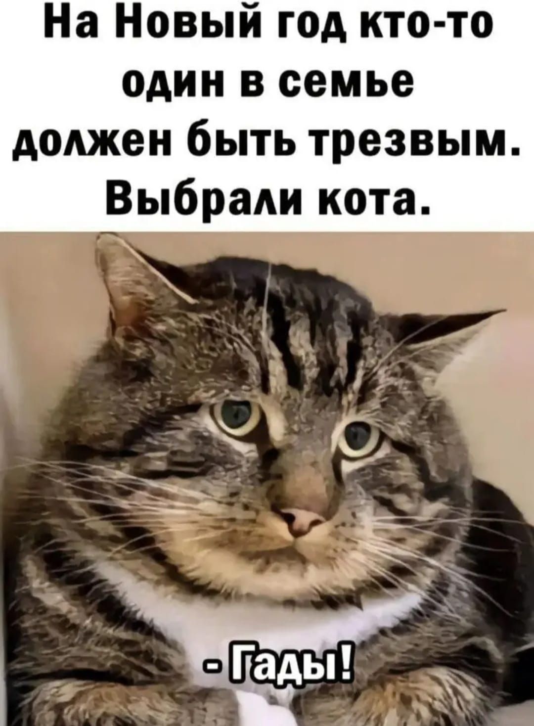 На Новый год кто то один в семье должен быть трезвым Выбрали кота