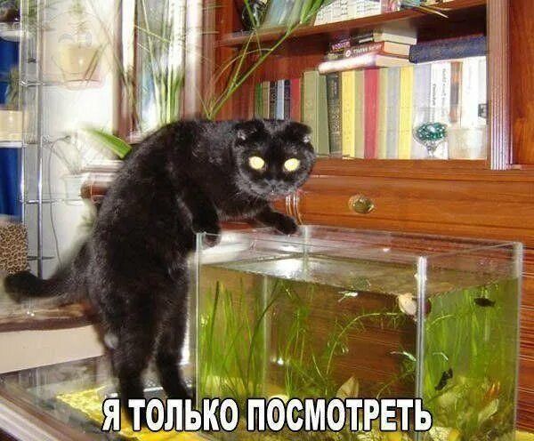 Я только посмотреть