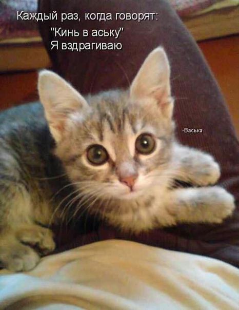 Каждый раз, когда говорят: 