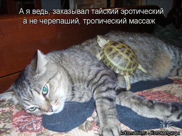 А я ведь, заказывал тайский эротический, а не черепаший, тропический массаж