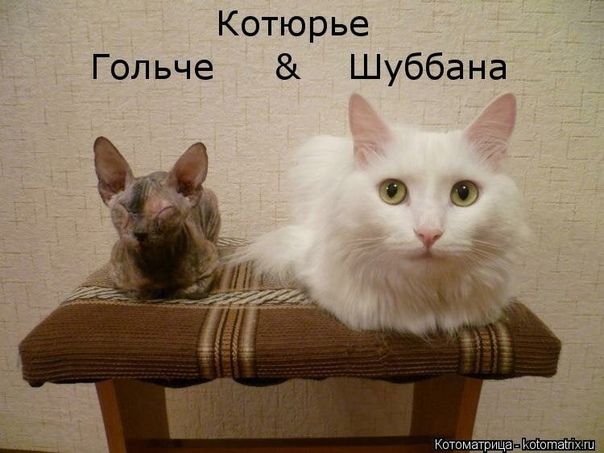 Котюрье Гольче & Шуббана