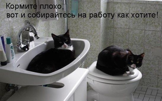 Кормите плохо, вот и собирайтесь на работу как хотите!