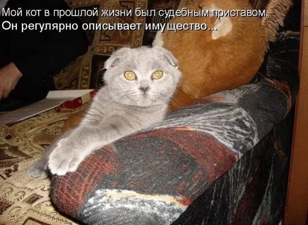Мой кот в прошлой жизни был судебным приставом. Он регулярно описывает имущество...