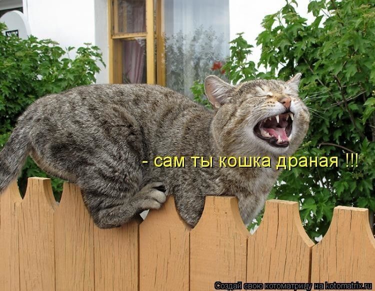 - сам ты кошка дранная !!!