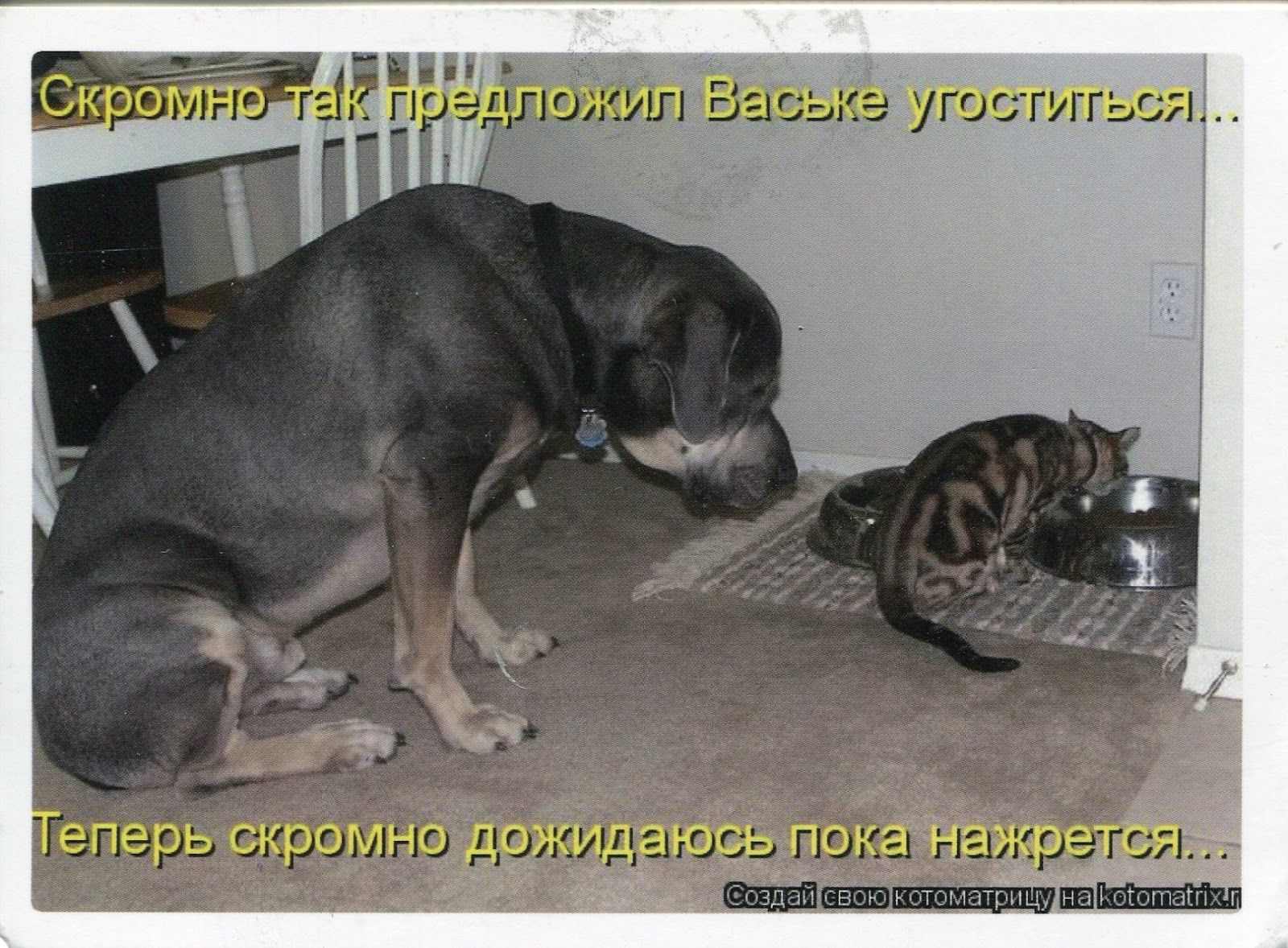Скромно так предложил Ваське угоститься...
Теперь скромно дожидаюсь пока наедится...