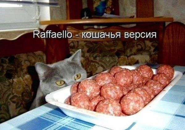 Raffaello - кошачья версия