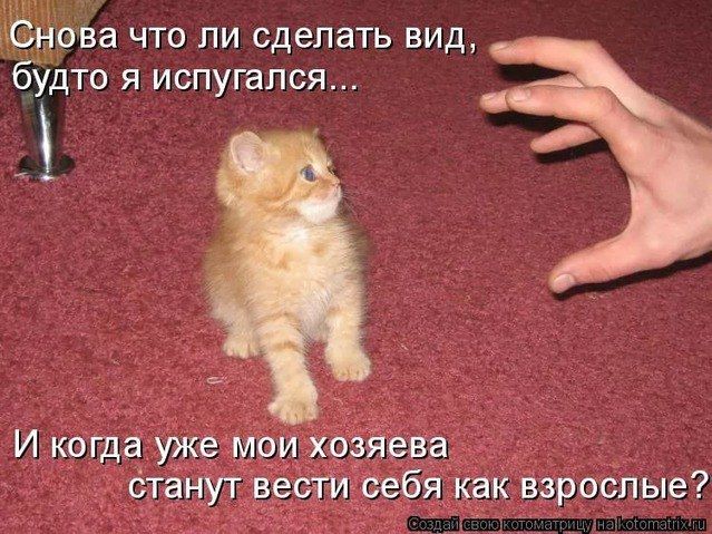 Снова что ли сделать вид, будто я испугался...
И когда уже мои хозяева станут вести себя как взрослые?