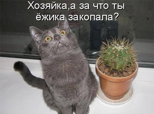 Хозяйка, а за что ты ёжика закопала?
