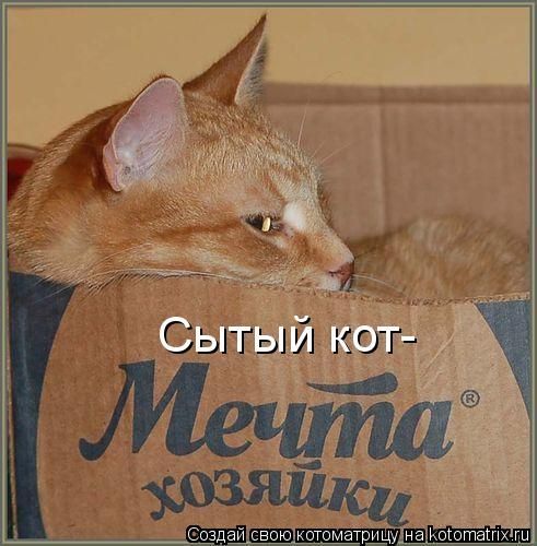Сытый кот-