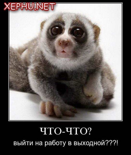 ЧТО-ЧТО? выйти на работу в выходной???!