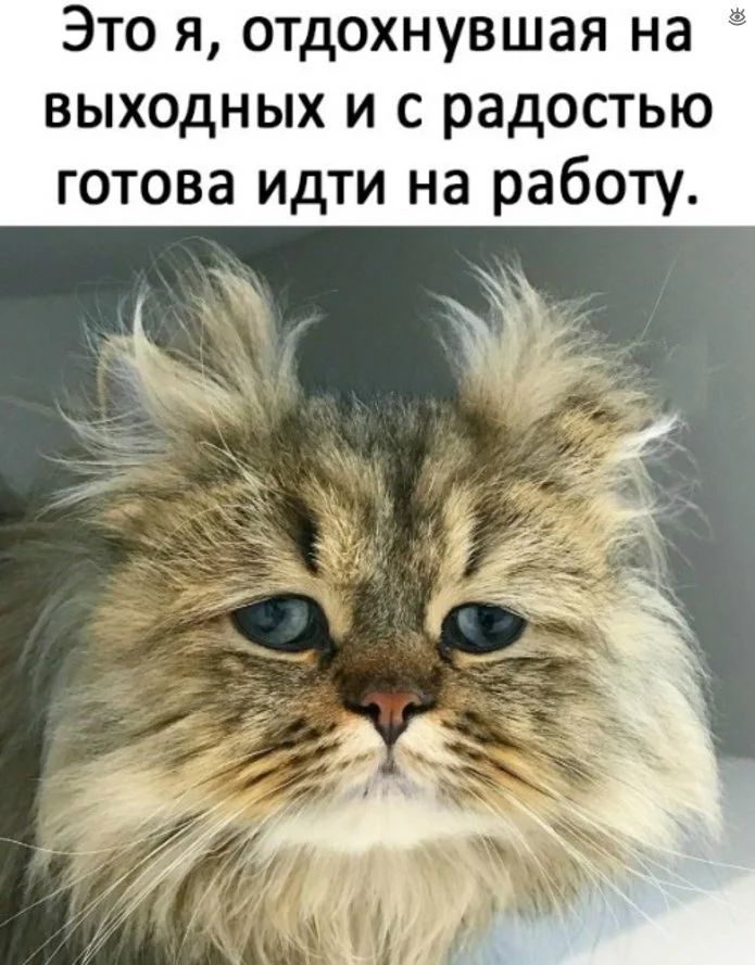 Это я, отдохнувшая на выходных и с радостью готова идти на работу.