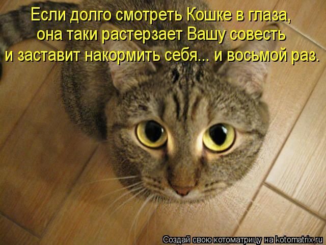 Если долго смотреть Кошке в глаза, она таки растерзает Вашу совесть и заставит накормить себя.. и восьмой раз.