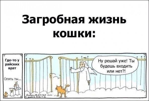 Загробная жизнь кошки:

Где-то у райских врат

— Ну решай уже! Ты будешь входить или нет?!