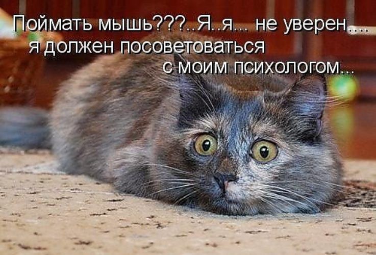 Поймать мышь??? Я... я... не уверен... я должен посоветоваться с моим психологом...