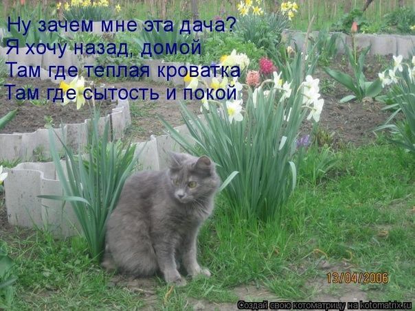 Ну зачем мне эта дача? Я хочу назад, домой Там где теплая кроватка Там где сытость и покой