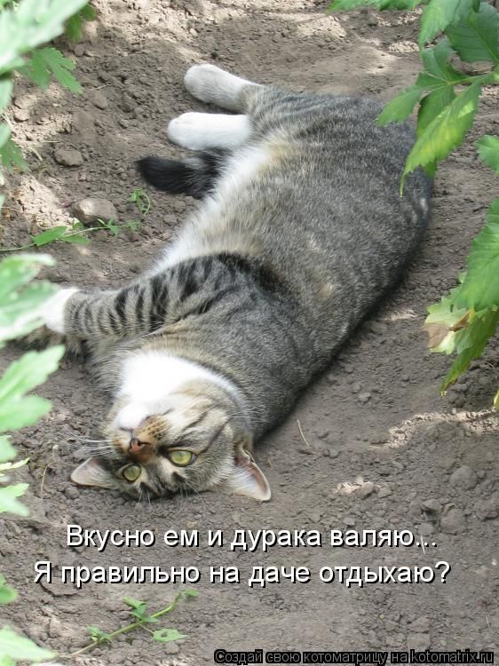 Вкусно ем и дурака валяю... Я правильно на даче отдыхаю?