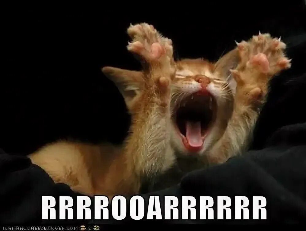 RRRROOAAARRRRR
