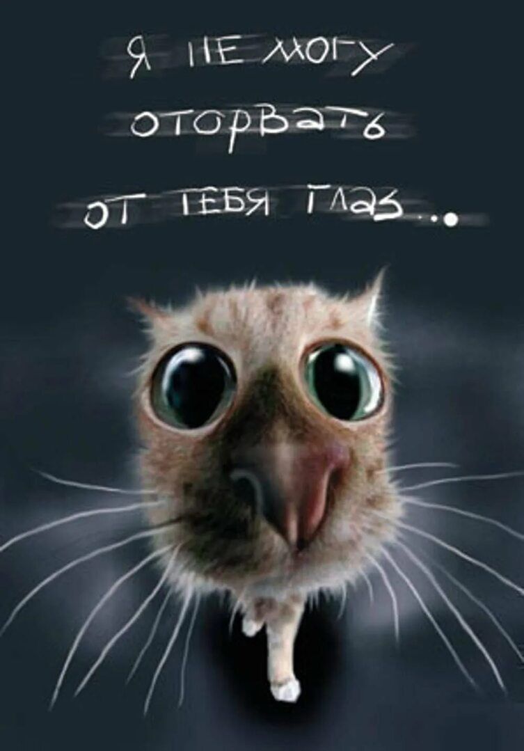 Я не могу оторваться от тебя глаз...