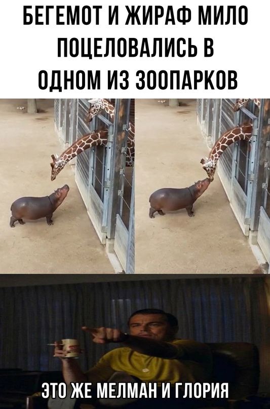 Бегемот и жираф мило поцеловались в одном из зоопарков. Это же Мелман и Глория.