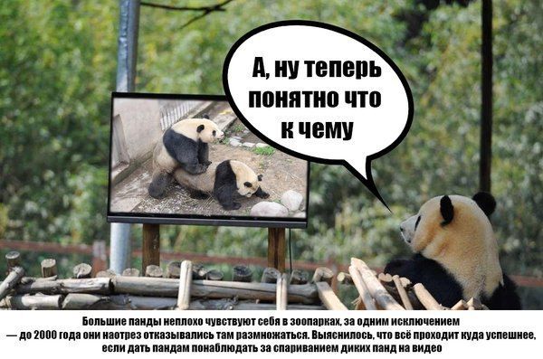 А, ну теперь понятно что к чему

Большие панды неплохо чувствуют себя в зоопарках за одним исключением — до 2000 года они часто отказывались там размножаться. Выяснили, что всё проходит куда успешнее, если дать пандам побаловаться за справлением своих панд на видео.